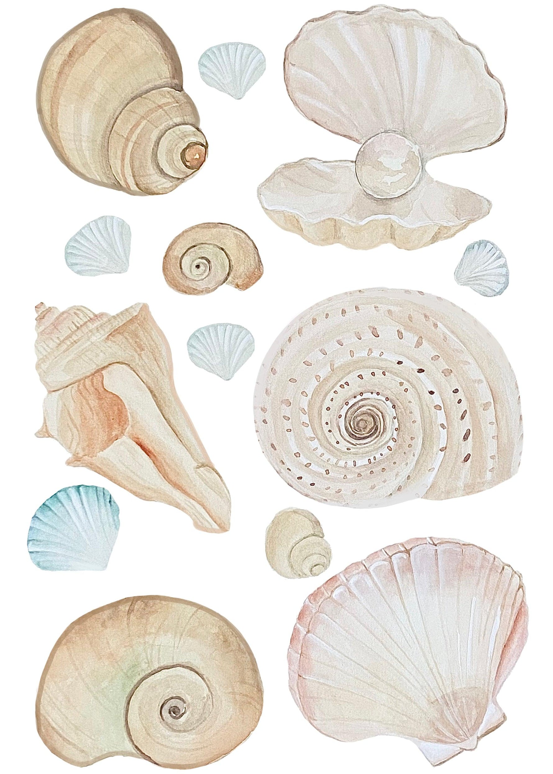 A3 page Sea Shells